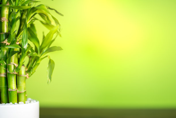 幸运的竹枝在浅绿色的背景上图片下载