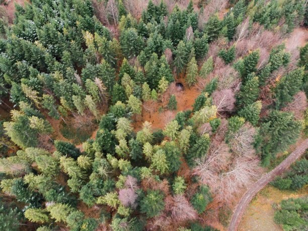 头顶俯瞰秋天的森林图片下载