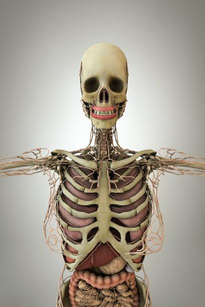 女人解剖模型图片下载