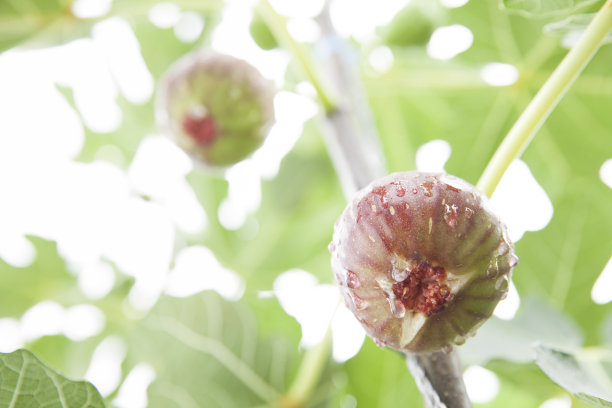 无花果图片下载