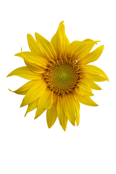 黄色的向日葵花。特写孤立在白色背景图片下载
