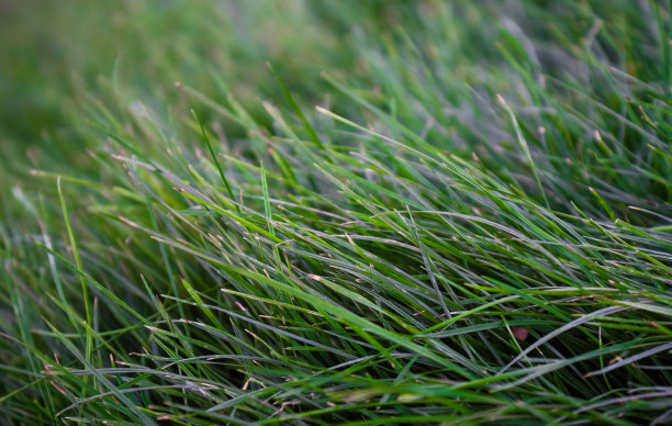特写绿色的草生长在一个大的草坪背景。图片下载