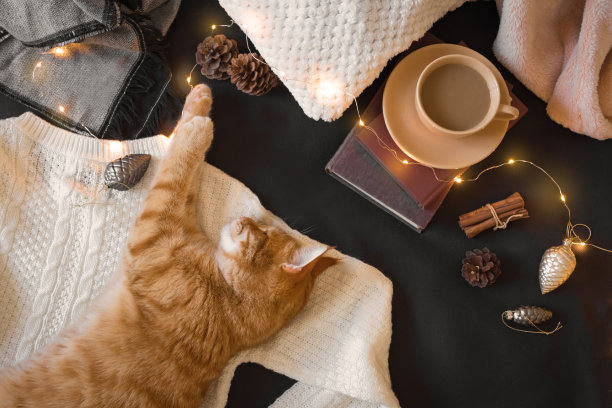 圣诞作文与姜猫图片下载