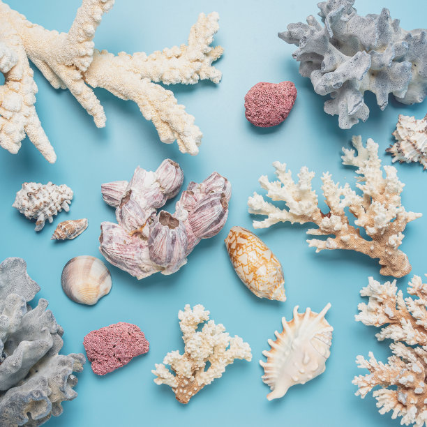 珊瑚和贝壳作为背景和设计元素。图片下载