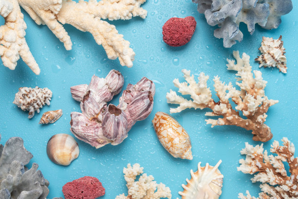 珊瑚和贝壳作为背景和设计元素。图片下载