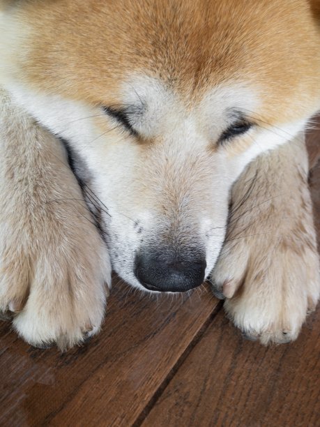 近距离观察年轻的秋田犬躺在瓷砖地板上厚厚的爪子之间的大脑袋图片下载