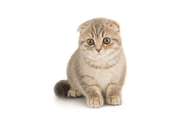 家猫。图片下载