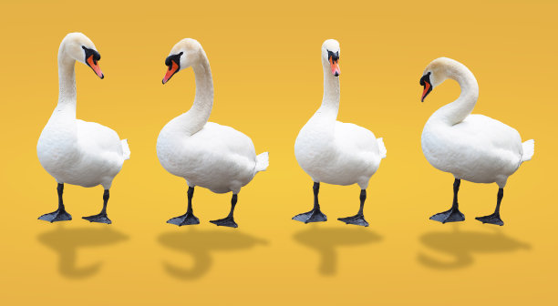 不同风格的白天鹅孤立在干净的黄色背景与裁剪路径图片下载