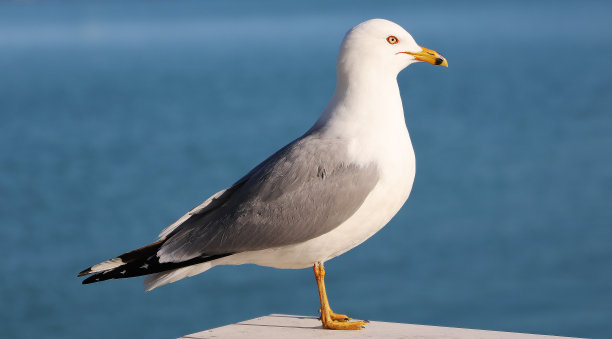 海鸥图片下载