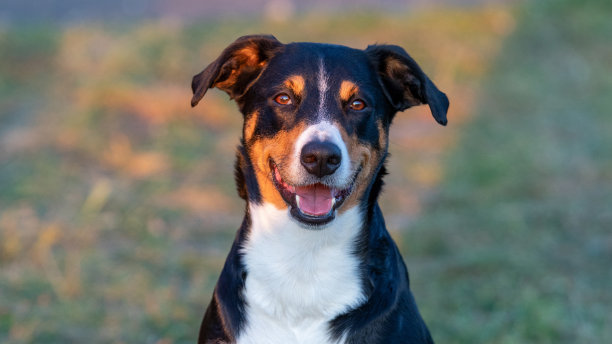 一只狗的肖像，坐在夏日的田野上，自然光图片下载