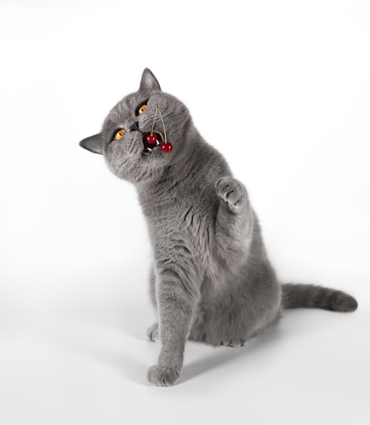 猫吃浆果樱桃。一只可爱的英国胖猫偷了一颗浆果。英国灰色的猫，白色背景上有红色的樱桃浆果。灰色的猫特写镜头。图片下载
