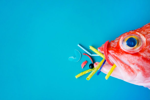 蓝色背景下的红鱼(黑腹玫瑰鱼)吃塑料和微塑料。图片下载