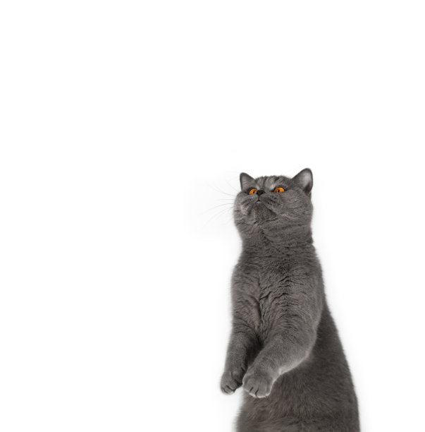 滑稽的灰猫用后腿站立，向上看。可爱的英国猫孤立在白色背景。副本的空间。一只有着明亮黄色眼睛的惊讶猫图片下载