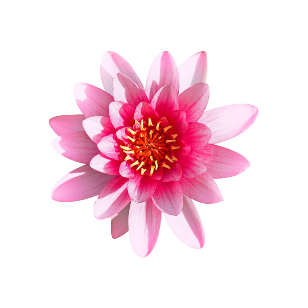 粉红色的睡莲或荷花，孤立在白色背景上图片下载