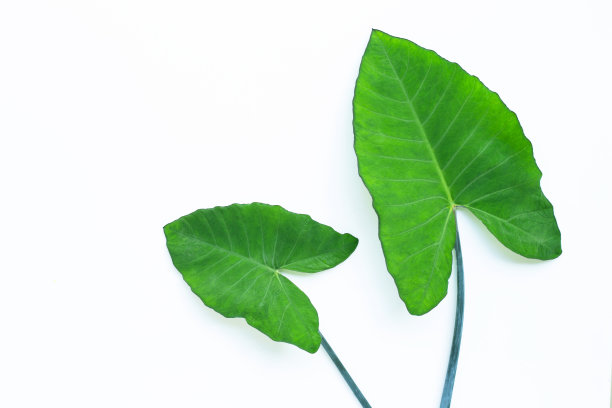 绿芋头叶子孤立在白色图片下载