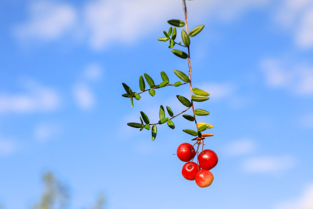 沼泽中的大蔓越莓、甜菜碱、生物类黄酮:白花青素、儿茶素、黄酮醇、酚酸;图片下载