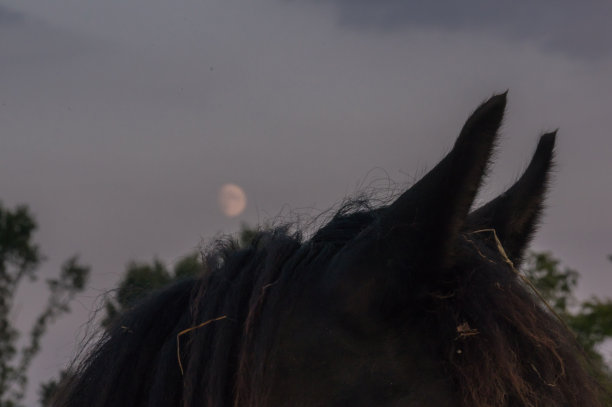 马在《暮光之城》图片下载
