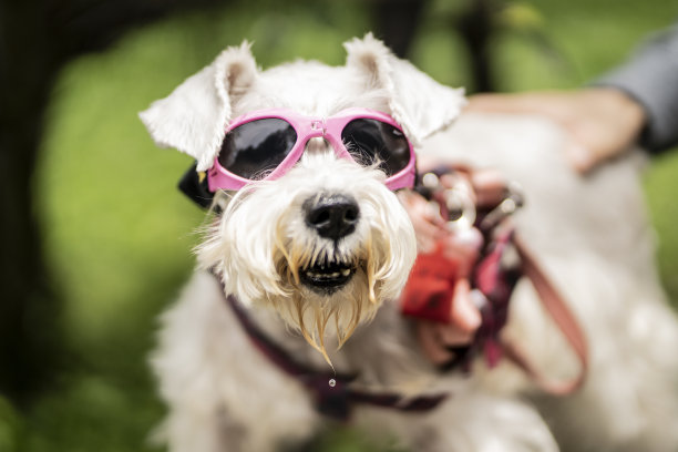 戴着粉色太阳镜的雪纳瑞犬站在公园里图片下载