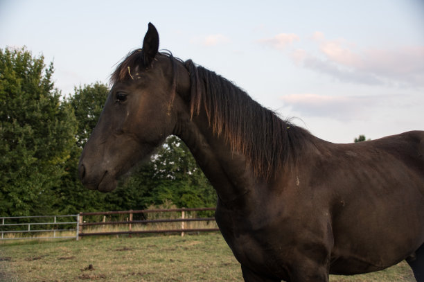 马在《暮光之城》图片下载