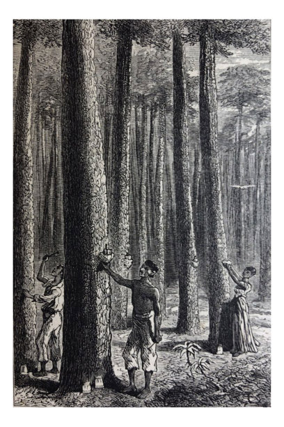 古代插图- 1878地理-人们在印度收获橡胶树图片下载