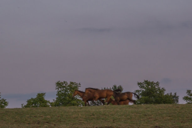 黄昏的马耳朵图片下载