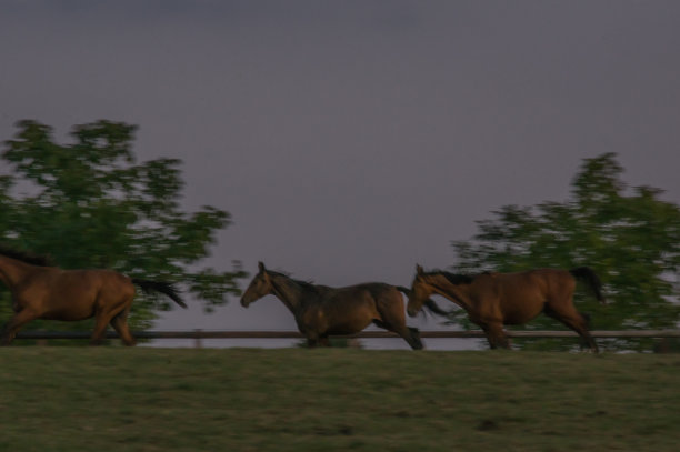 黄昏的马耳朵图片下载