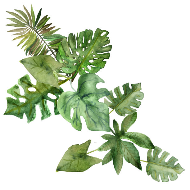 水彩手绘自然夏季丛林花束与绿色不同的热带树叶和蕨类树枝组成的白色背景假日和温暖的明信片图片下载