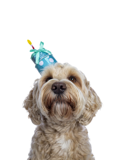 白色拉布拉多犬的头像图片下载