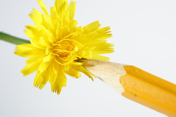 栩栩如生的花朵作为彩色铅笔的模板图片下载