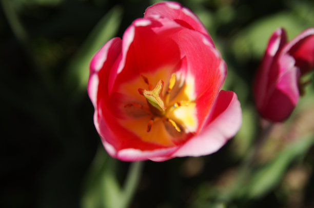 粉色郁金香芽。微距照片的一个花心。玫瑰花瓣关闭俯视图。浪漫自然摄影为您的设计。图片下载