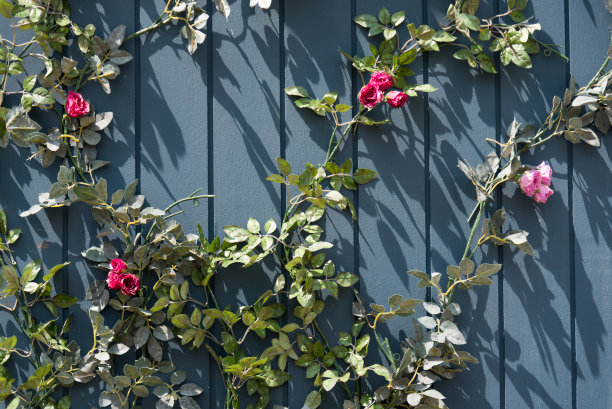 一个美丽的常春藤。图片下载