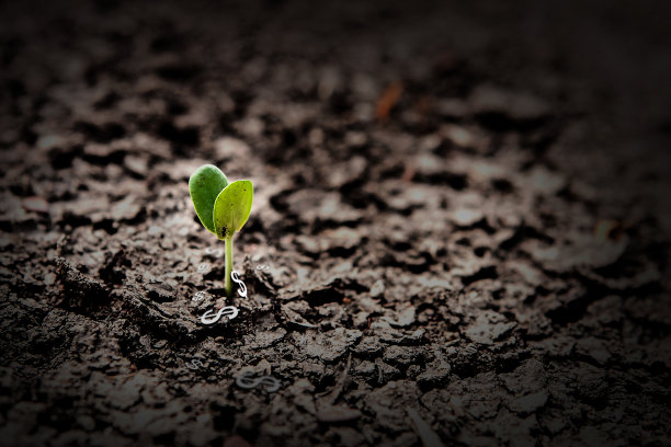 成功理念，用金钱种植图片下载