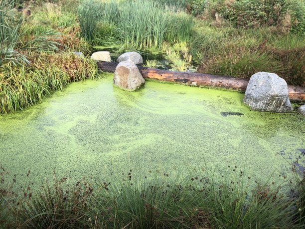 藻类池塘图片下载