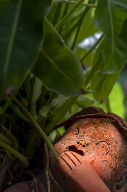 红泥娃娃，绿叶下迎着光。图片下载