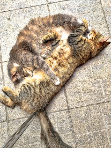 两只猫在地板上睡觉图片下载