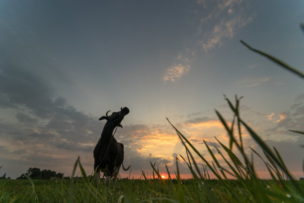 傍晚放牧的牛图片下载