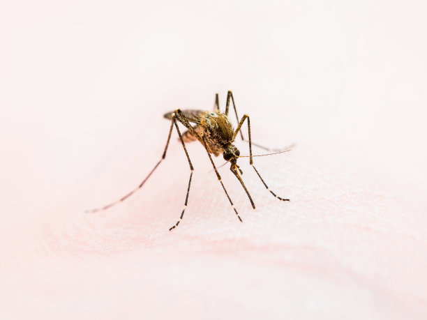 脑炎，黄热病，疟疾或寨卡病毒感染的库蚊寄生虫昆虫皮肤宏图片下载