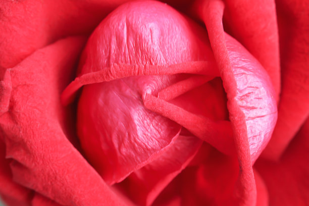 顶视图鲜红的玫瑰花朵盛开五颜六色的图案纹理，情人节的背景图片下载