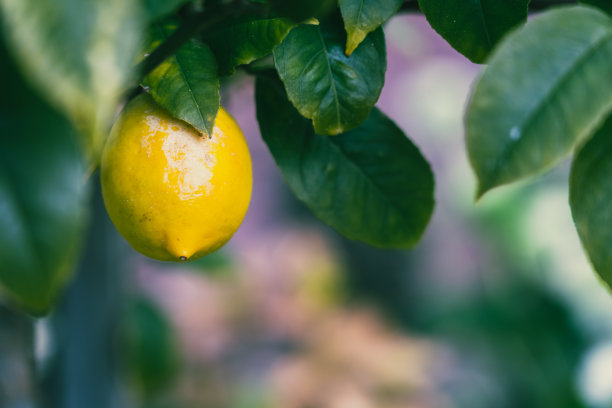 柠檬树上生长的柠檬;近距离图片下载