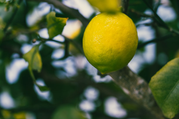 柠檬树上生长的柠檬;近距离图片下载