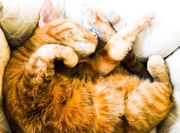 虎斑猫的肚子图片下载