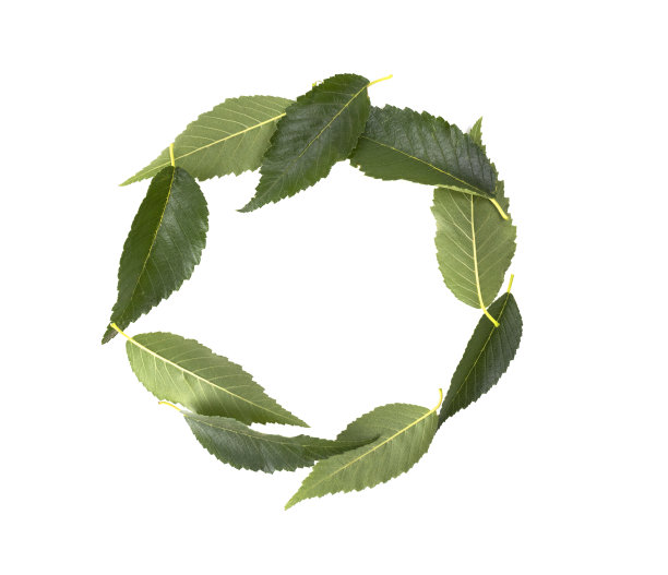 飞翔的绿叶孤立在白色的背景上图片下载