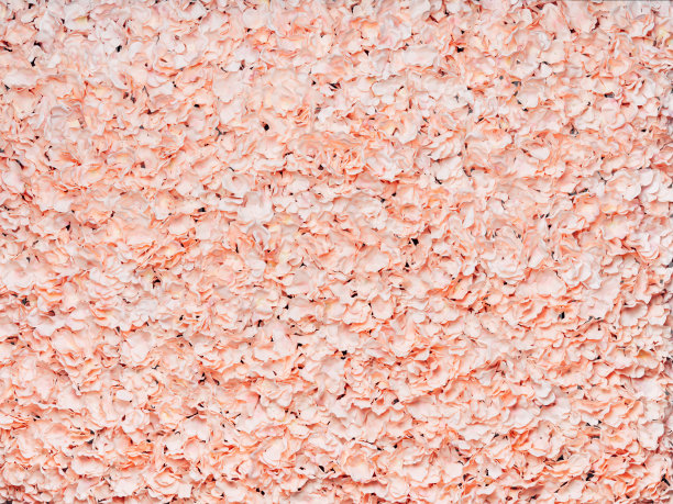 花墙照片图片下载