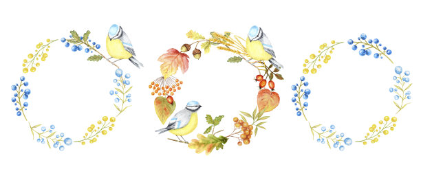 秋叶，浆果和山雀框架设置孤立在一个白色的背景。水彩小鸟蓝山雀坐在树枝上手绘。贺卡，海报，横幅概念与文本复制空间图片下载