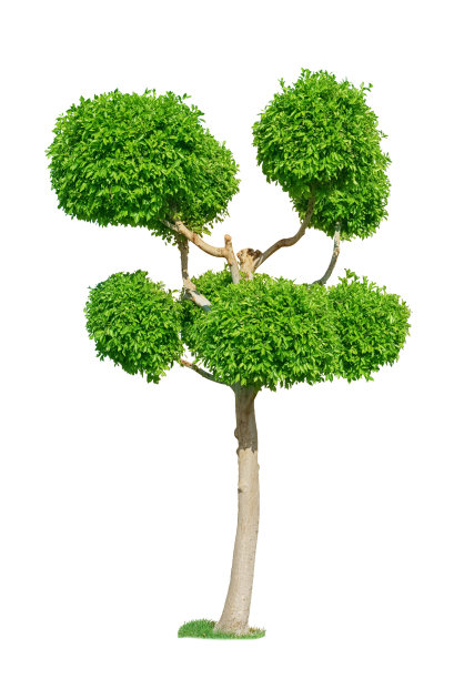 为花园孤立的绿色修剪树图片下载