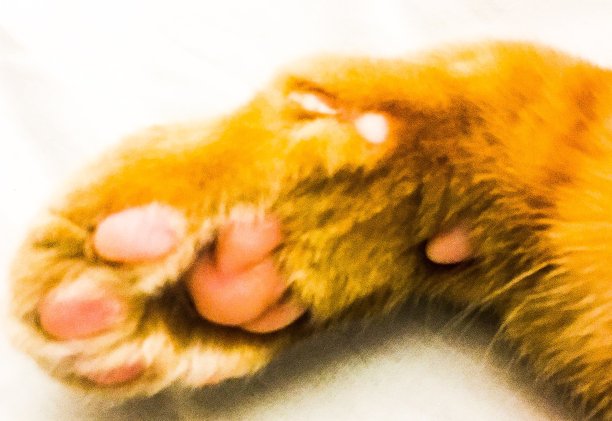 虎斑猫爪子图片下载