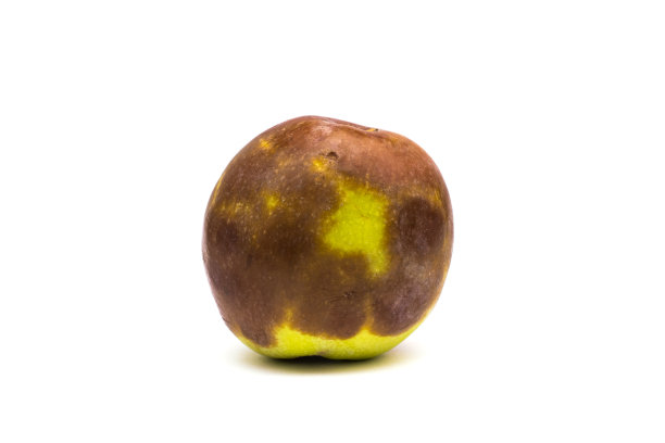 白色背景上的枯槁的烂苹果图片下载