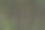 竹子图片下载