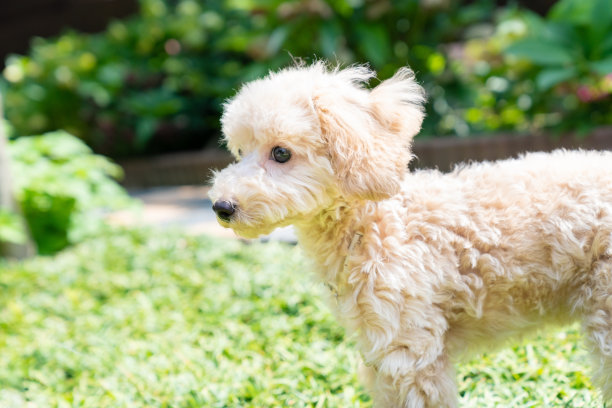 可爱的玩具狮子狗图片图片下载