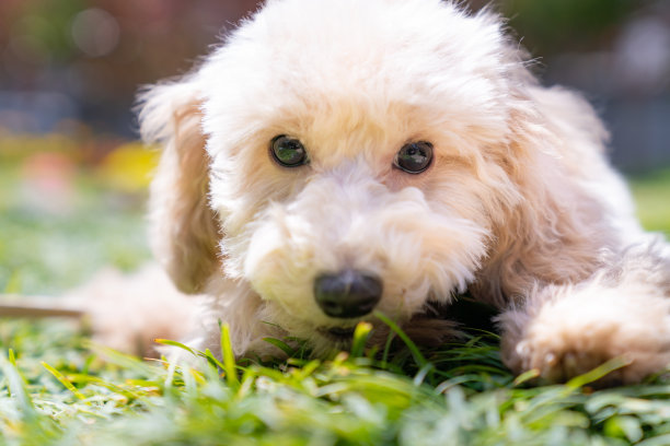 可爱的玩具狮子狗图片图片下载